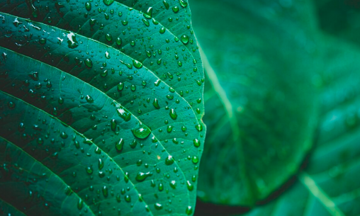 Rótulo ecologico e sustentabilidade